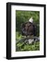 Bald Eagle, Rain Shower-Ken Archer-Framed Photographic Print