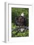 Bald Eagle, Rain Shower-Ken Archer-Framed Photographic Print