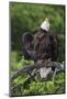 Bald Eagle, Rain Shower-Ken Archer-Mounted Photographic Print
