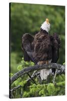 Bald Eagle, Rain Shower-Ken Archer-Stretched Canvas