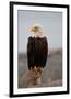 Bald Eagle Resting On A Perch-null-Framed Premium Giclee Print