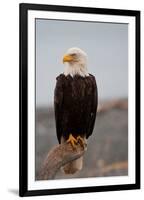 Bald Eagle Resting On A Perch-null-Framed Premium Giclee Print