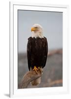 Bald Eagle Resting On A Perch-null-Framed Premium Giclee Print