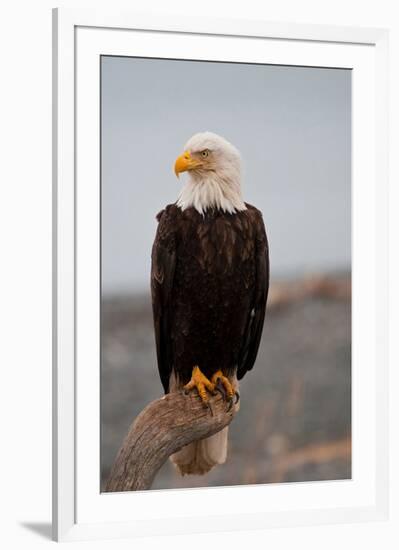 Bald Eagle Resting On A Perch-null-Framed Premium Giclee Print