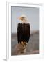 Bald Eagle Resting On A Perch-null-Framed Premium Giclee Print