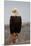 Bald Eagle Resting On A Perch-null-Mounted Premium Giclee Print