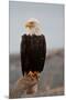 Bald Eagle Resting On A Perch-null-Mounted Premium Giclee Print
