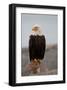 Bald Eagle Resting On A Perch-null-Framed Art Print