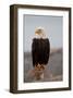 Bald Eagle Resting On A Perch-null-Framed Art Print