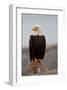 Bald Eagle Resting On A Perch-null-Framed Art Print