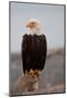 Bald Eagle Resting On A Perch-null-Mounted Art Print