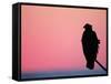 Bald Eagle Resting on Limb, Homer, Alaska, USA-Arthur Morris-Framed Stretched Canvas