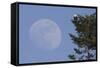 Bald Eagle, Rising Full Moon-Ken Archer-Framed Stretched Canvas