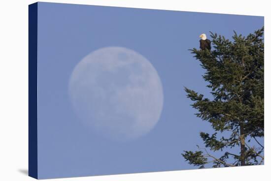 Bald Eagle, Rising Full Moon-Ken Archer-Stretched Canvas