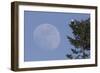 Bald Eagle, Rising Full Moon-Ken Archer-Framed Photographic Print