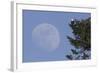 Bald Eagle, Rising Full Moon-Ken Archer-Framed Photographic Print