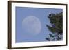 Bald Eagle, Rising Full Moon-Ken Archer-Framed Photographic Print