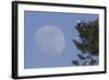 Bald Eagle, Rising Full Moon-Ken Archer-Framed Photographic Print