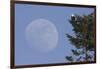 Bald Eagle, Rising Full Moon-Ken Archer-Framed Photographic Print