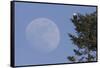 Bald Eagle, Rising Full Moon-Ken Archer-Framed Stretched Canvas