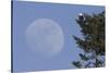 Bald Eagle, Rising Full Moon-Ken Archer-Stretched Canvas