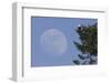 Bald Eagle, Rising Full Moon-Ken Archer-Framed Photographic Print