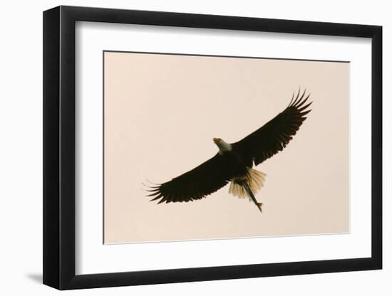 Bald Eagle Salmon Meal-Charles Glover-Framed Giclee Print
