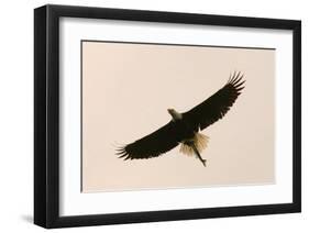 Bald Eagle Salmon Meal-Charles Glover-Framed Giclee Print