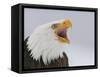 Bald Eagle Screaming, Homer, Alaska, USA-Arthur Morris-Framed Stretched Canvas