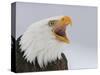 Bald Eagle Screaming, Homer, Alaska, USA-Arthur Morris-Stretched Canvas