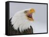 Bald Eagle Screaming, Homer, Alaska, USA-Arthur Morris-Framed Stretched Canvas