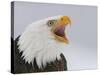 Bald Eagle Screaming, Homer, Alaska, USA-Arthur Morris-Stretched Canvas