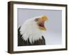 Bald Eagle Screaming, Homer, Alaska, USA-Arthur Morris-Framed Premium Photographic Print