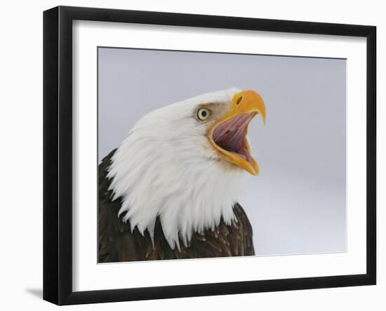 Bald Eagle Screaming, Homer, Alaska, USA-Arthur Morris-Framed Premium Photographic Print