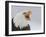 Bald Eagle Screaming, Homer, Alaska, USA-Arthur Morris-Framed Premium Photographic Print