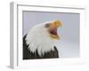 Bald Eagle Screaming, Homer, Alaska, USA-Arthur Morris-Framed Premium Photographic Print