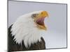 Bald Eagle Screaming, Homer, Alaska, USA-Arthur Morris-Mounted Premium Photographic Print