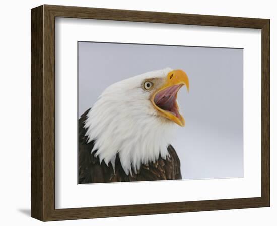 Bald Eagle Screaming, Homer, Alaska, USA-Arthur Morris-Framed Photographic Print