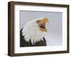 Bald Eagle Screaming, Homer, Alaska, USA-Arthur Morris-Framed Photographic Print