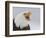 Bald Eagle Screaming, Homer, Alaska, USA-Arthur Morris-Framed Photographic Print