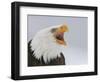 Bald Eagle Screaming, Homer, Alaska, USA-Arthur Morris-Framed Photographic Print