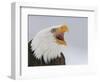 Bald Eagle Screaming, Homer, Alaska, USA-Arthur Morris-Framed Photographic Print