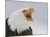 Bald Eagle Screaming, Homer, Alaska, USA-Arthur Morris-Mounted Photographic Print