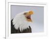 Bald Eagle Screaming, Homer, Alaska, USA-Arthur Morris-Framed Photographic Print