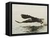 Bald Eagle Seeking to Catch a Fish, Homer, Alaska, USA-Arthur Morris-Framed Stretched Canvas