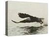 Bald Eagle Seeking to Catch a Fish, Homer, Alaska, USA-Arthur Morris-Stretched Canvas