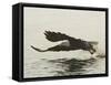 Bald Eagle Seeking to Catch a Fish, Homer, Alaska, USA-Arthur Morris-Framed Stretched Canvas