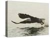 Bald Eagle Seeking to Catch a Fish, Homer, Alaska, USA-Arthur Morris-Stretched Canvas