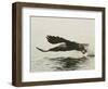 Bald Eagle Seeking to Catch a Fish, Homer, Alaska, USA-Arthur Morris-Framed Photographic Print