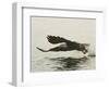 Bald Eagle Seeking to Catch a Fish, Homer, Alaska, USA-Arthur Morris-Framed Photographic Print